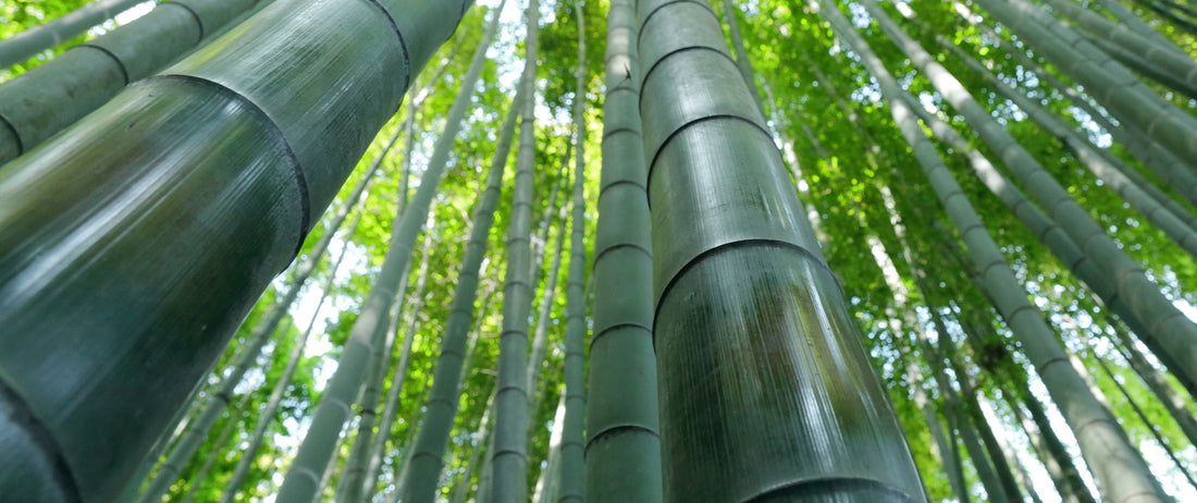 Bamboo: The Fastest Growing Plant