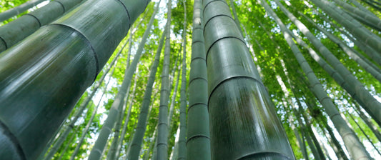 Bamboo: The Fastest Growing Plant